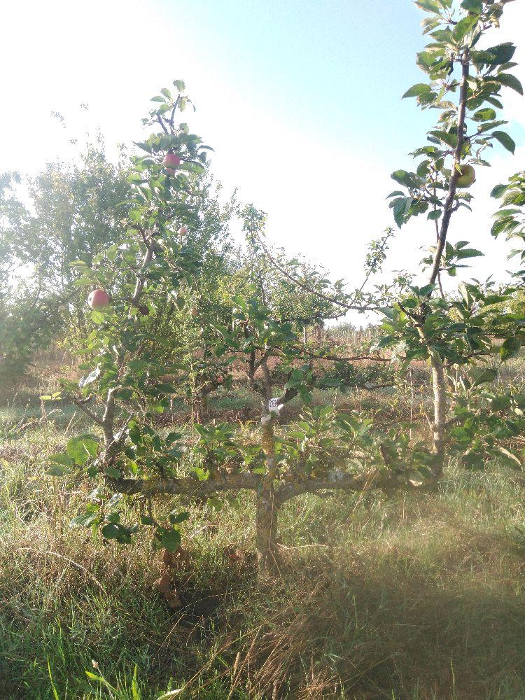 Pommier - Rambour Papeleu - Verrier 4 Bras - Force 2 - Tête déséquilibrée