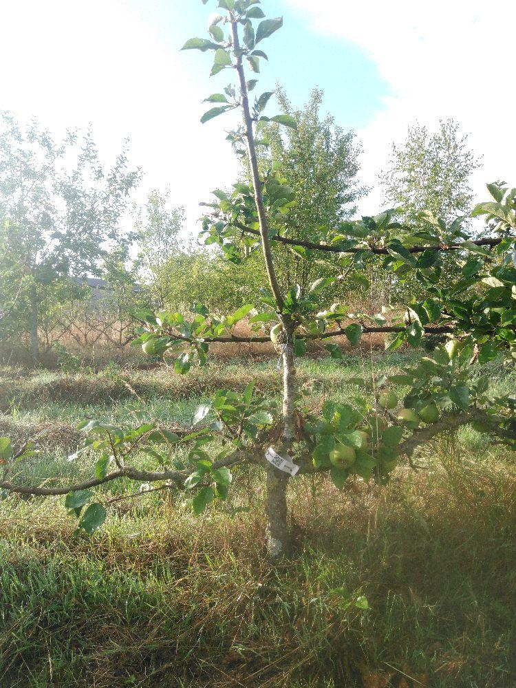 Pommier - Rambour d'Été - Cordon 2 Etages - Force 1 - Autre