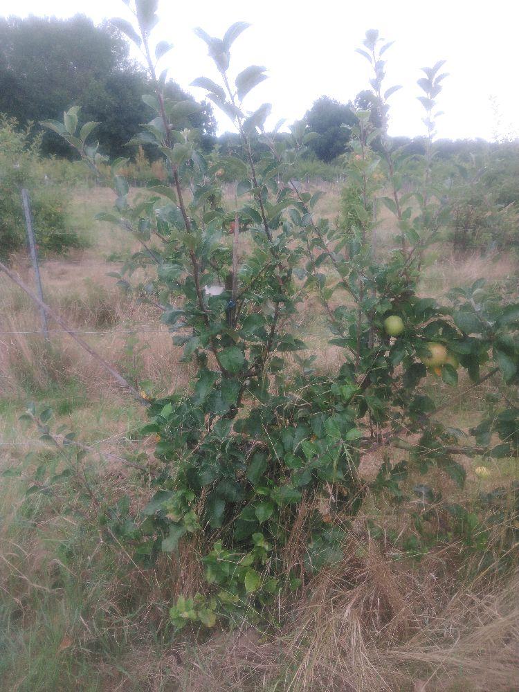 Pommier - Rambour d'Été - Palmette A La Diable - Force 2 - Tête déséquilibrée
