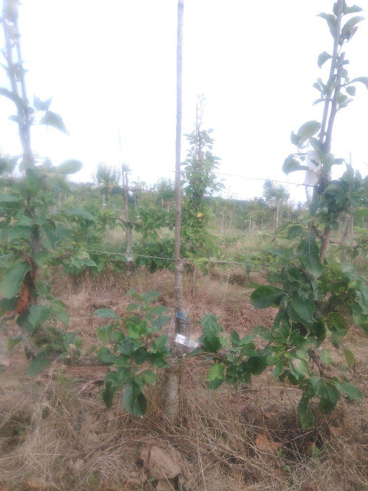 Pommier - Rambour d'Été - Verrier 4 Bras - Force 2 - Autre