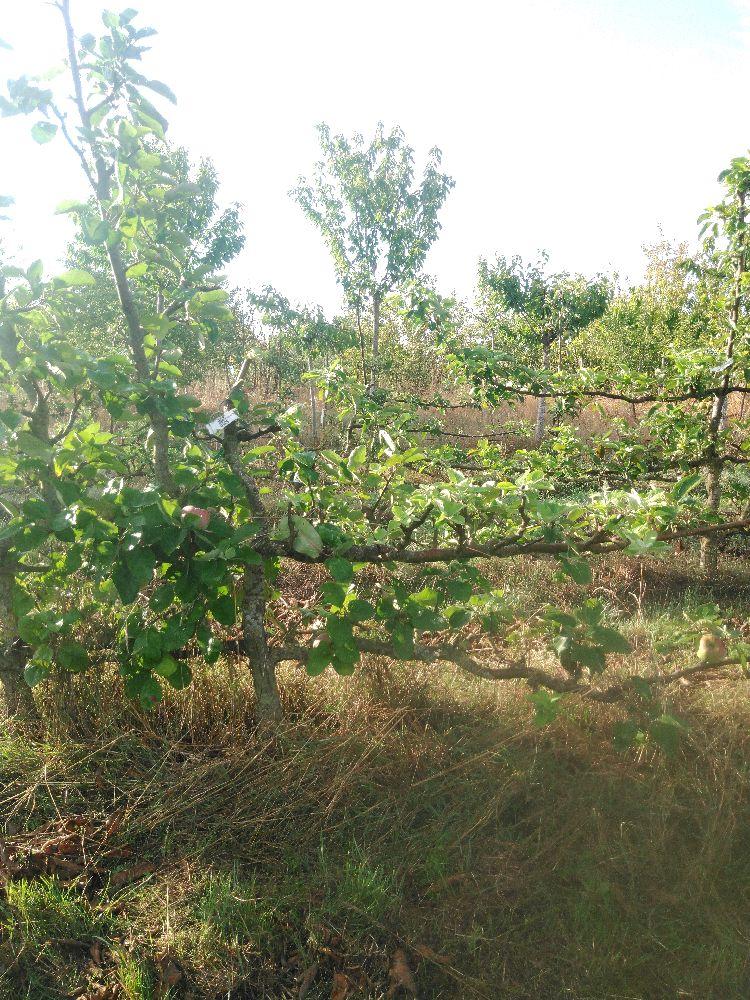 Pommier - Rambour d'Hiver - Cordon 2 Etages - Force 3 - Autre