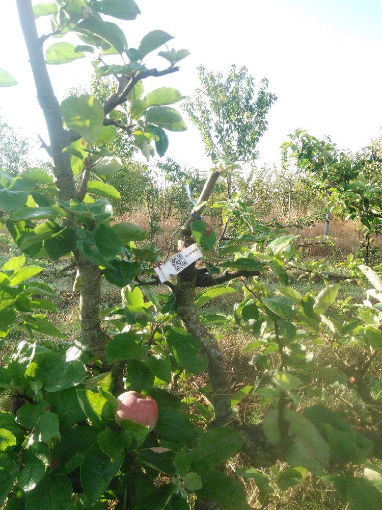 Pommier - Rambour d'Hiver - Cordon 2 Etages - Force 3 - Autre