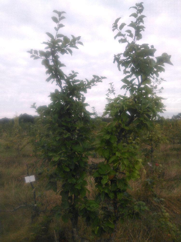 Pommier - Rambour d'Hiver - U Simple - Force 5 - Autre