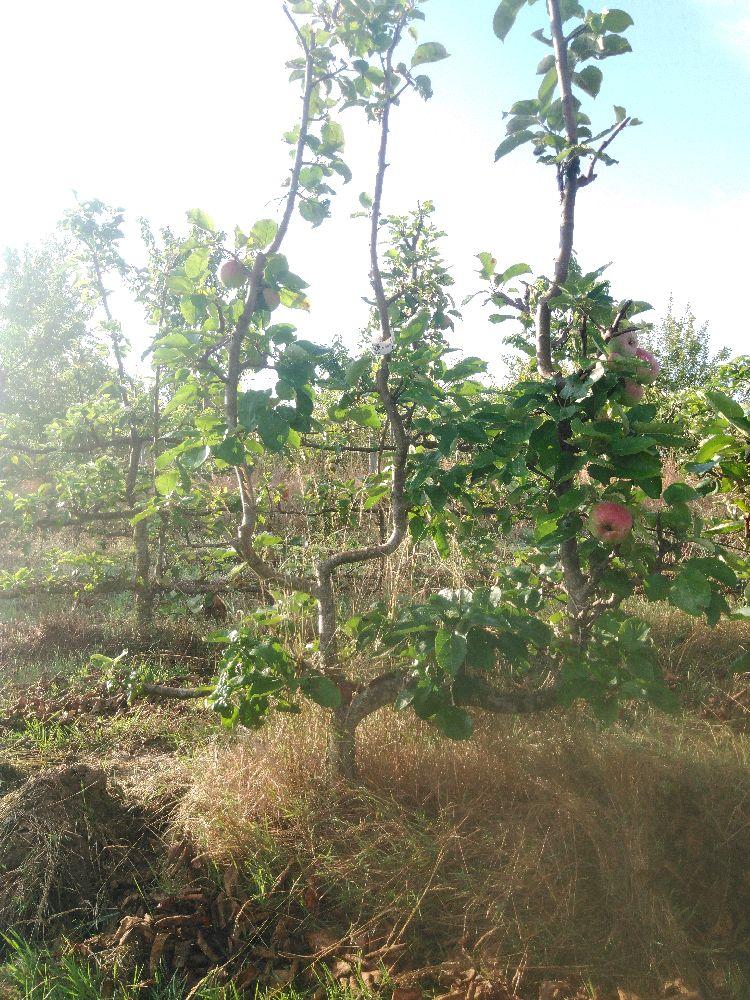 Pommier - Rambour d'Hiver - Verrier 4 Bras - Force 4 - Autre