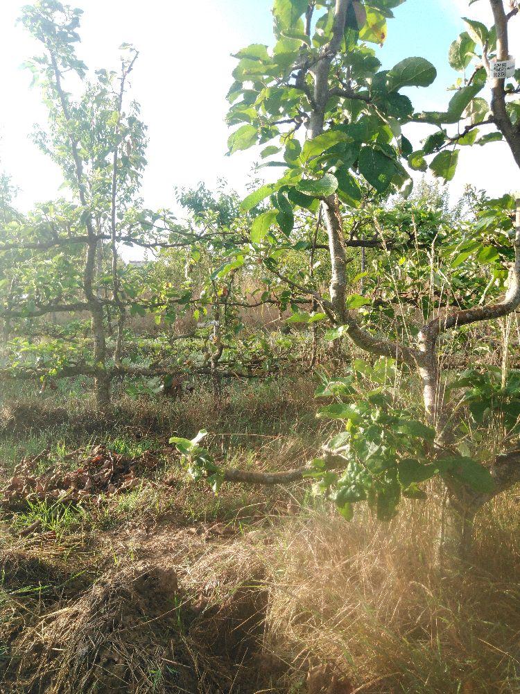 Pommier - Rambour d'Hiver - Verrier 4 Bras - Force 4 - Autre