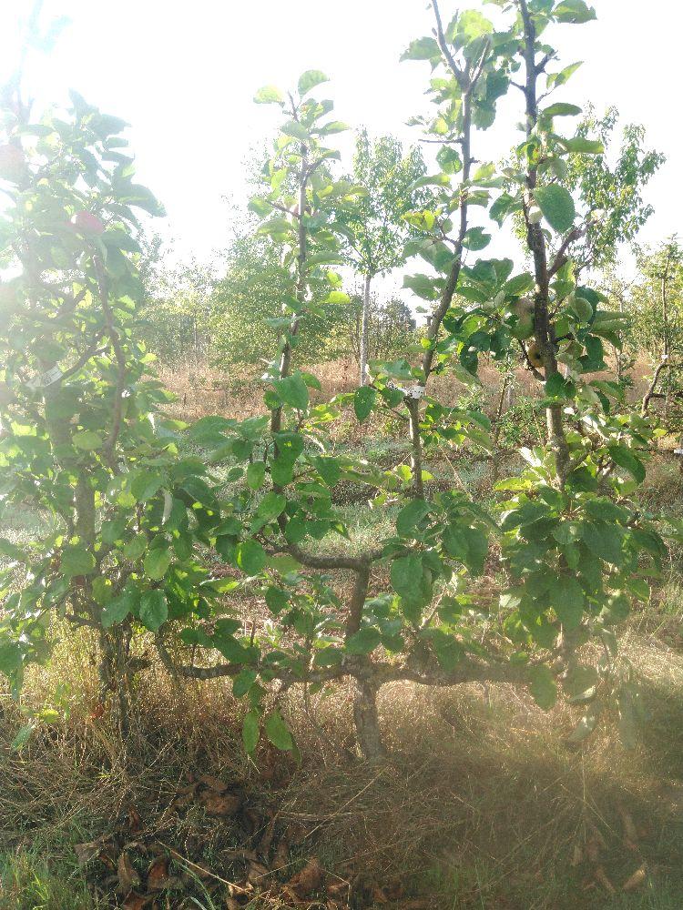 Pommier - Rambour d'Hiver - Verrier 4 Bras - Force 4 - Tête déséquilibrée