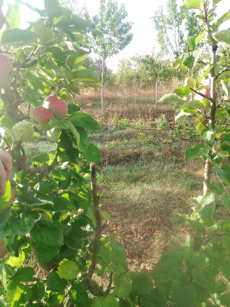 Pommier - Rambour d'Hiver - Verrier 4 Bras - Force 4 - Tête déséquilibrée