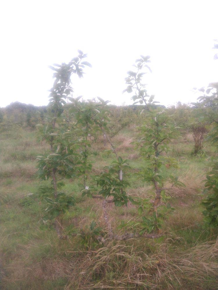 Pommier - Rambour d'Hiver - Verrier 4 Bras - Force 3 - Autre