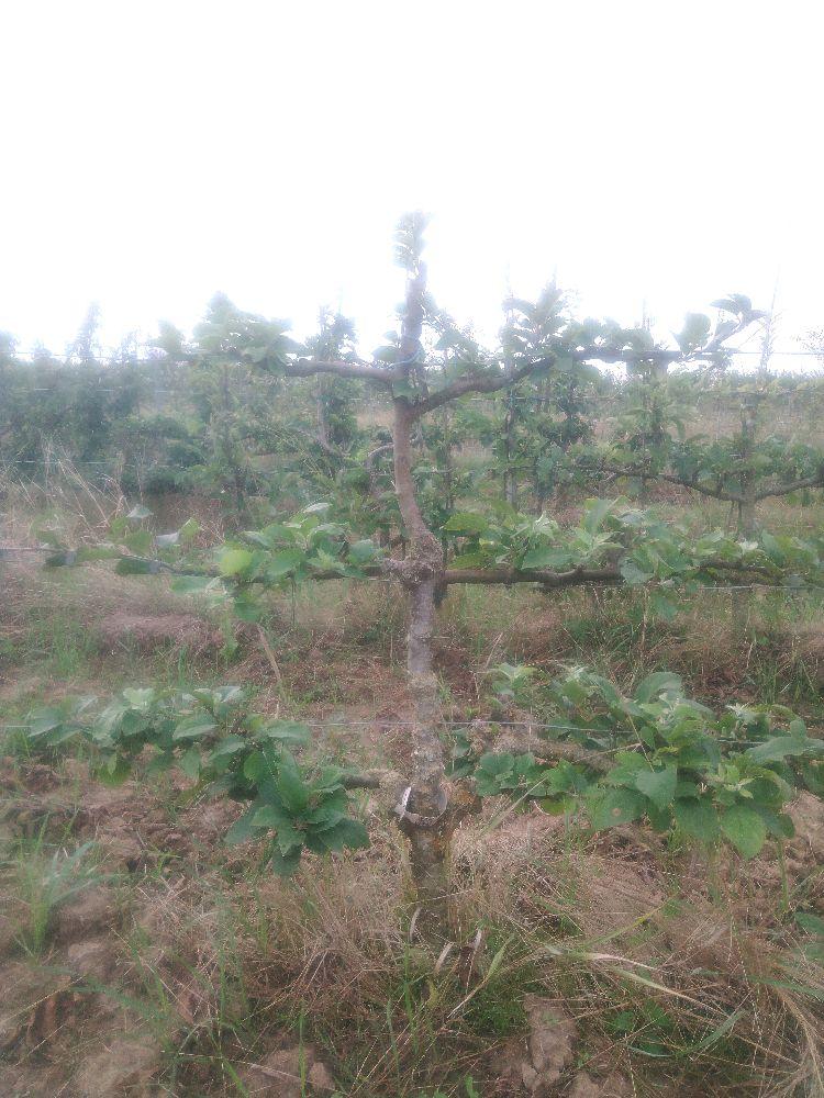 Pommier - Reine des Reinettes - Cordon 3 Etages - Force 2 - Autre