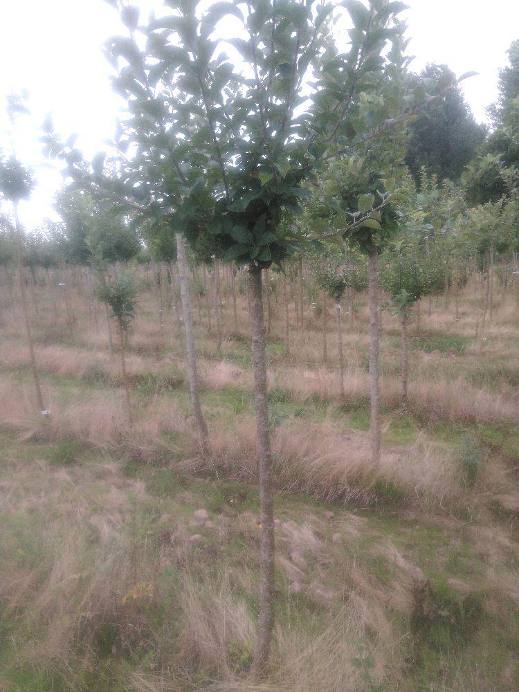 Pommier - Reine des Reinettes - Tige Demi - Force 1 - Autre