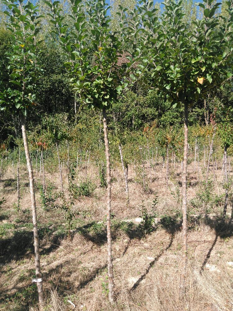 Pommier - Reine des Reinettes - Tige Haute - Force 1 - Cicatrice