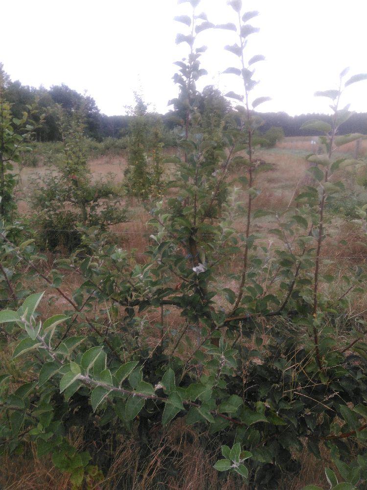 Pommier - Reinette Blanche du Canada - Cordon 3 Etages - Force 3 - Autre