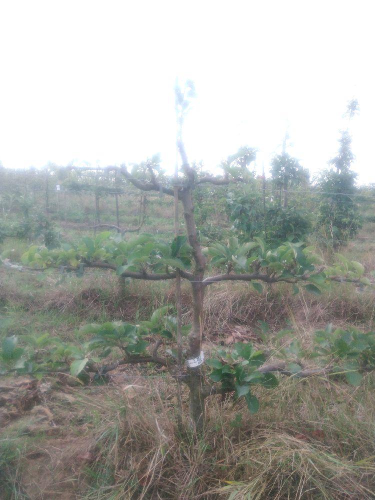 Pommier - Reinette Blanche du Canada - Cordon 3 Etages - Force 2 - Autre