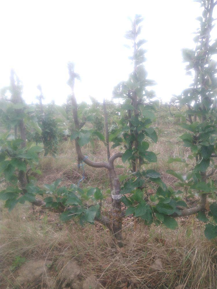 Pommier - Reinette Blanche du Canada - Verrier 4 Bras - Force 3 - Autre