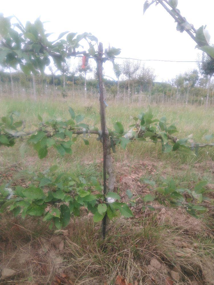 Pommier - Reinette Étoilée - Cordon 2 Etages - Force 1 - Autre