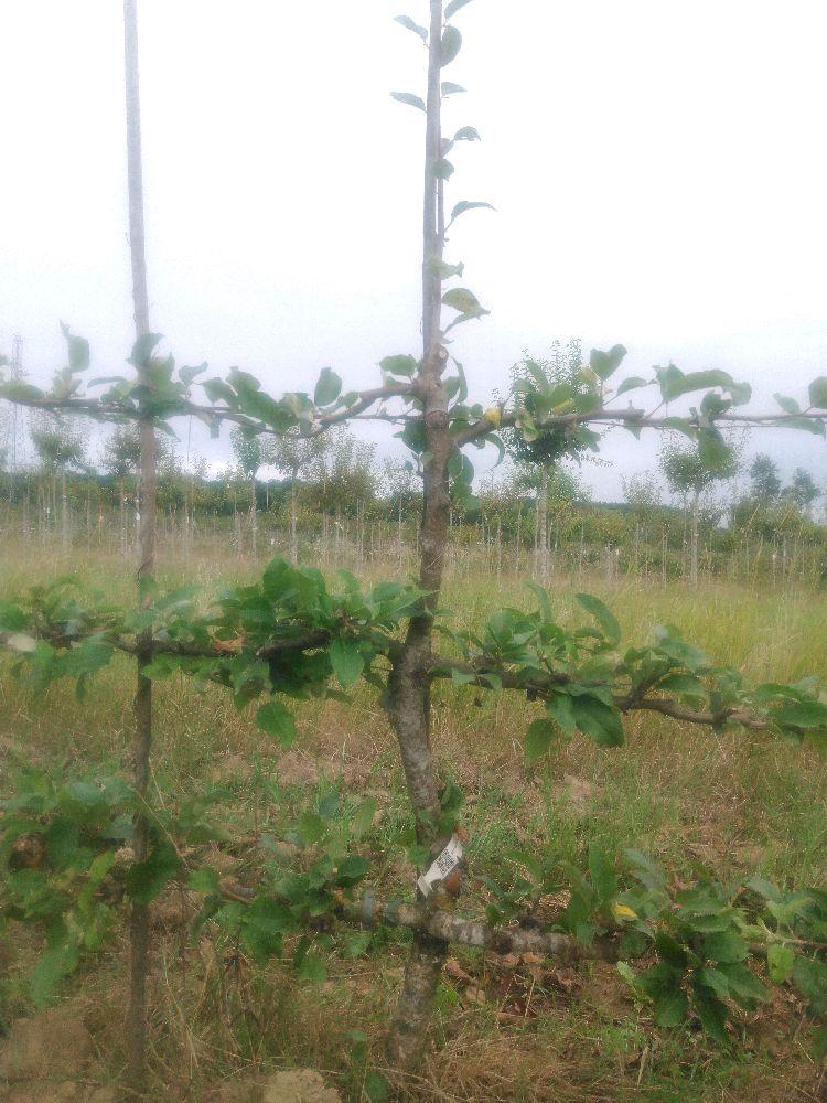 Pommier - Reinette Étoilée - Cordon 3 Etages - Force 2 - Autre