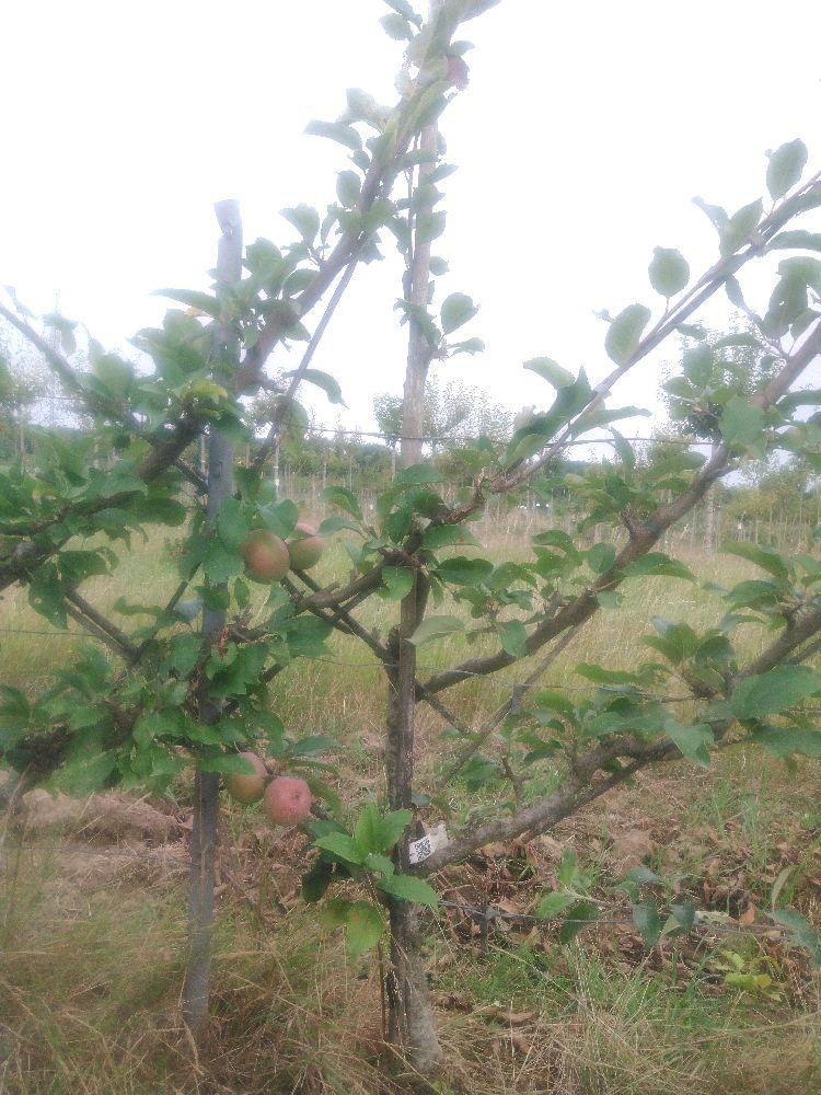Pommier - Reinette Étoilée - Cordon 3 Etages - Force 2 - Autre