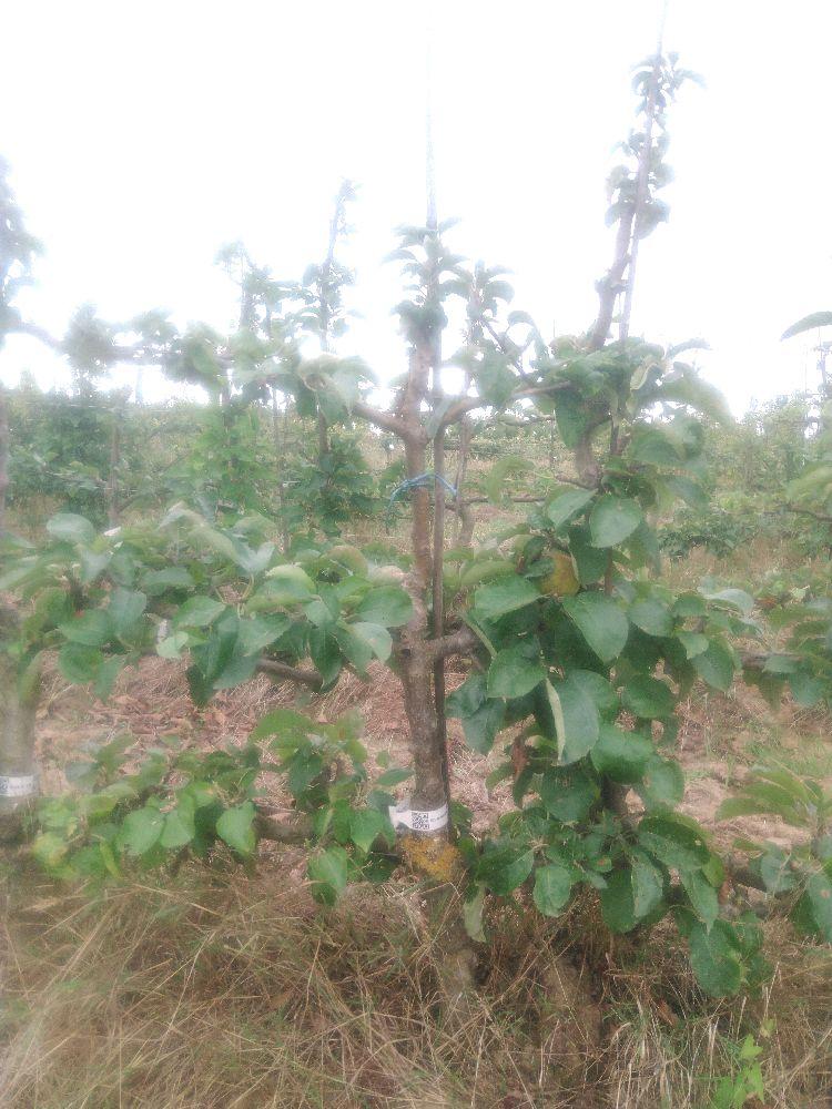 Pommier - Reinette Grise Royale - Cordon 3 Etages - Force 2 - Autre