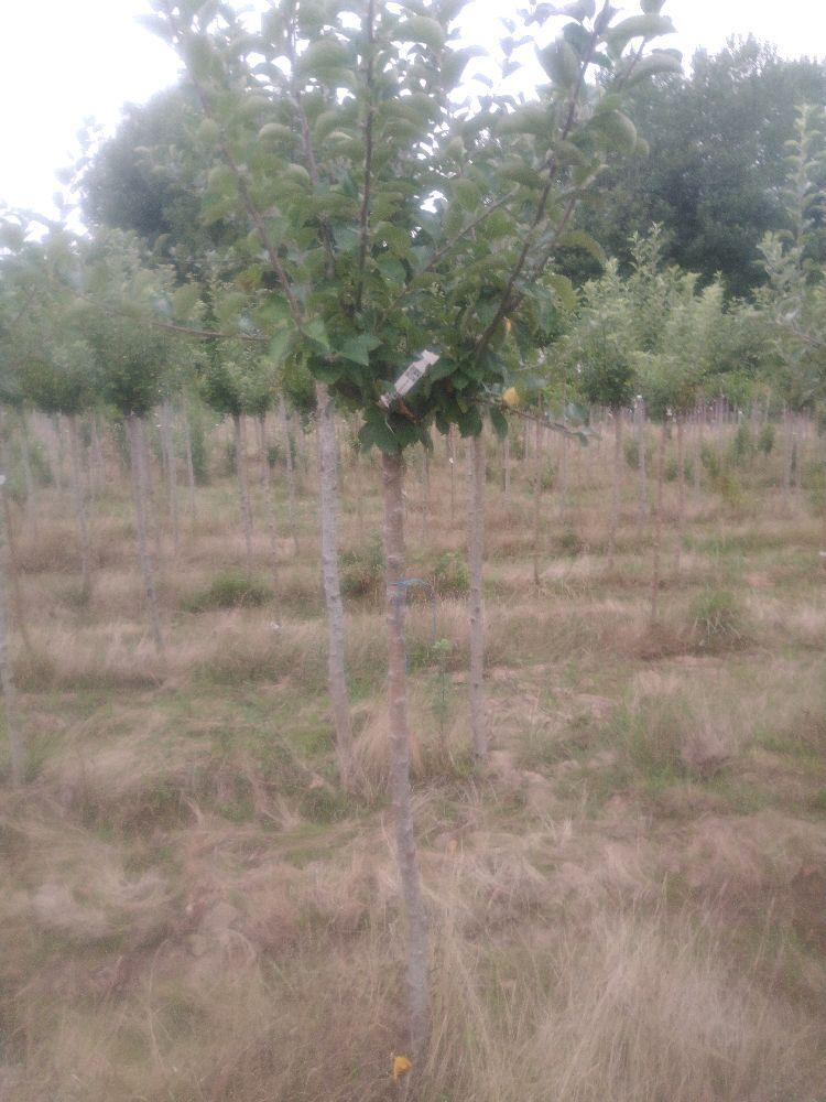 Pommier - Reinette Grise Royale - Tige Demi - Force 1 - Autre