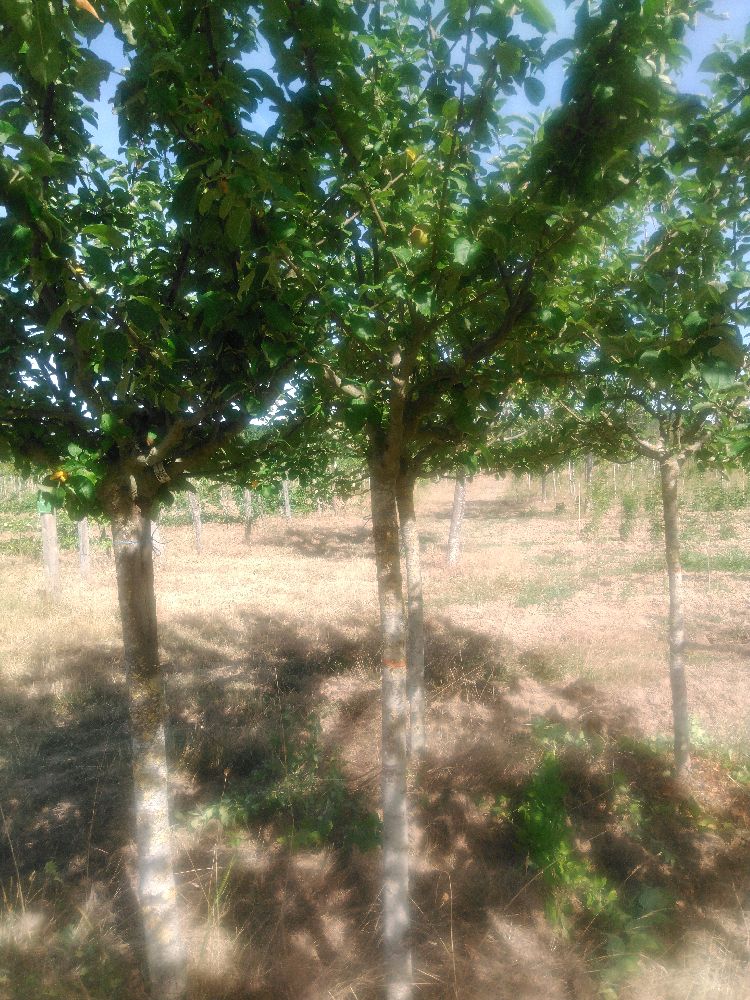 Pommier - Reinette Grise Royale - Tige Demi - Force 5 - Cicatrice
