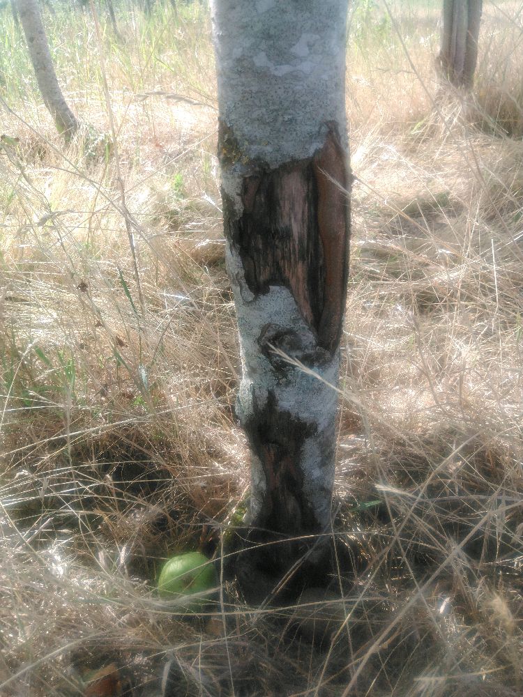 Pommier - Reinette Grise Royale - Tige Demi - Force 5 - Cicatrice