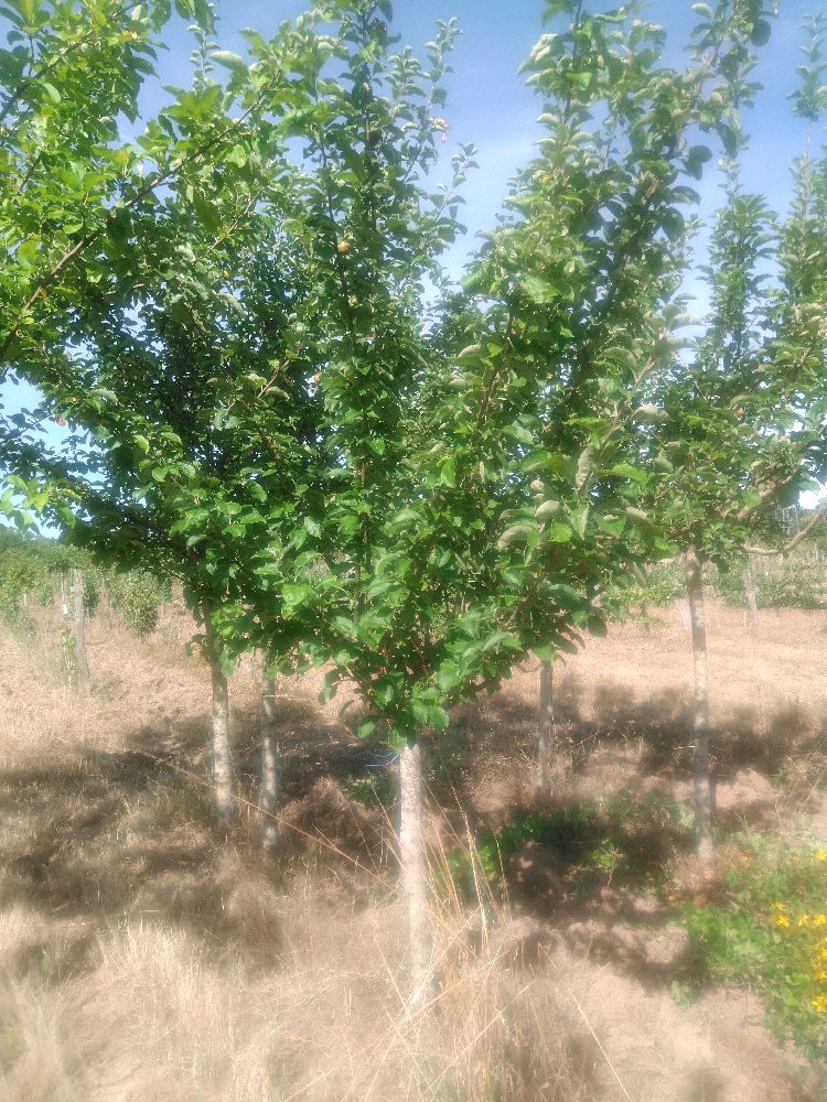 Pommier - Reinette Grise Royale - Tige Quart - Force 5 - Cicatrice