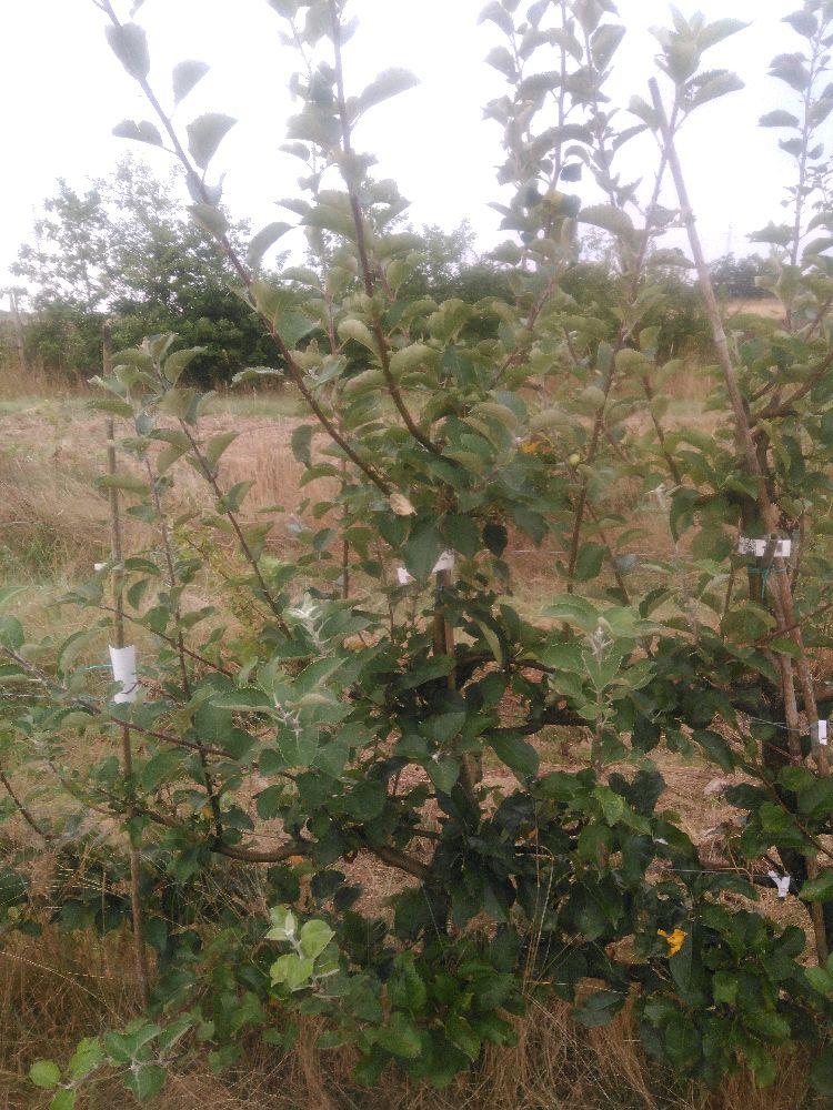 Pommier - Reinette Grise du Canada - Cordon 3 Etages - Force 2 - Autre