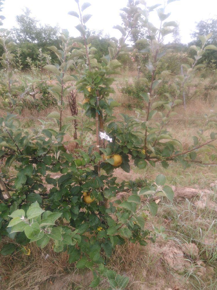 Pommier - Reinette Grise du Canada - Cordon 3 Etages - Force 2 - Autre