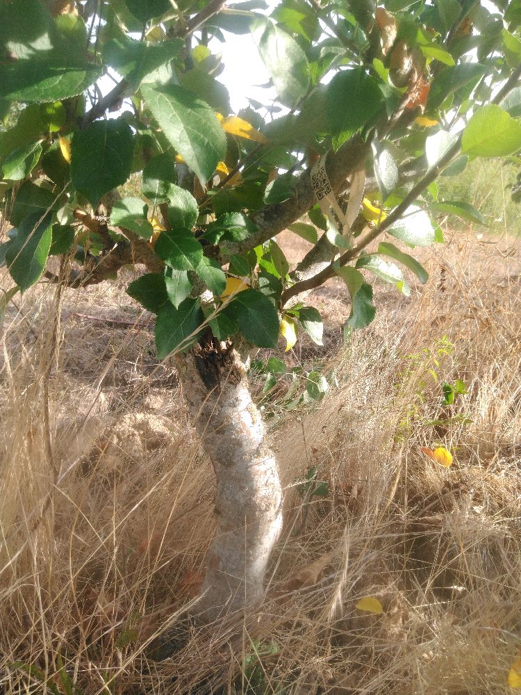 Pommier - Reinette Jules Labitte - Buisson - Force 2 - Penché
