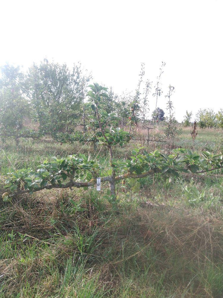 Pommier - Reinette Jules Labitte - Cordon 2 Etages - Force 1 - Penché