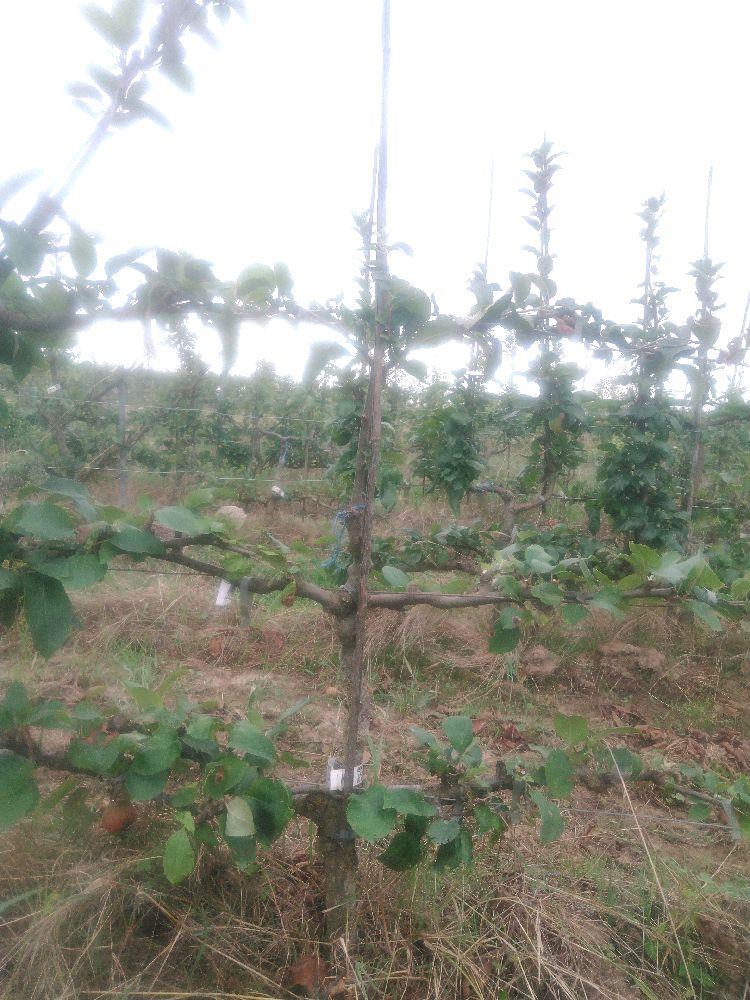 Pommier - Reinette d'Angleterre - Cordon 2 Etages - Force 1 - Autre