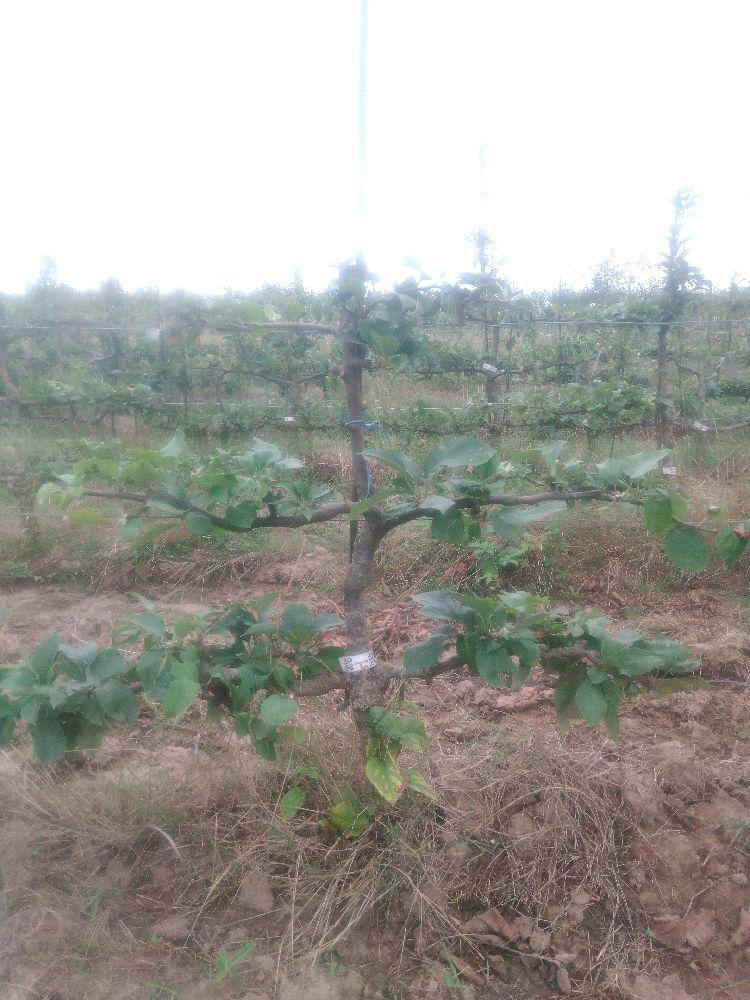 Pommier - Reinette d'Angleterre - Cordon 2 Etages - Force 2 - Autre