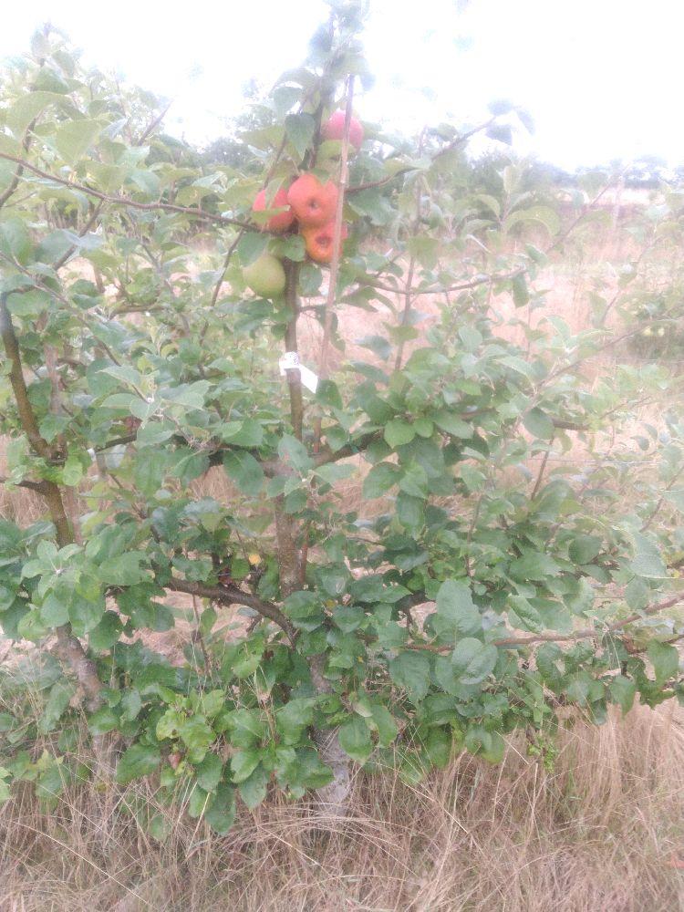 Pommier - Reinette d'Angleterre - Cordon 3 Etages - Force 3 - Autre