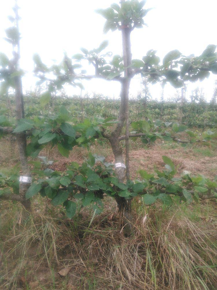 Pommier - Reinette d'Angleterre - Cordon 3 Etages - Force 3 - Autre