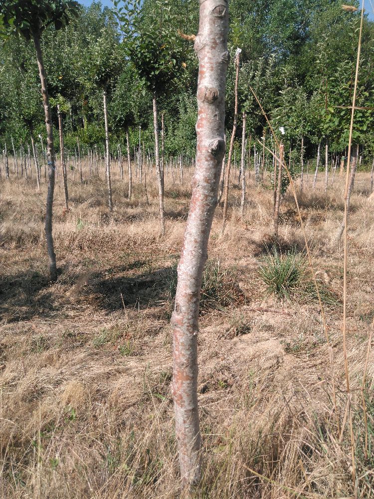 Pommier - Reinette d'Angleterre - Tige Demi - Force 2 - Penché