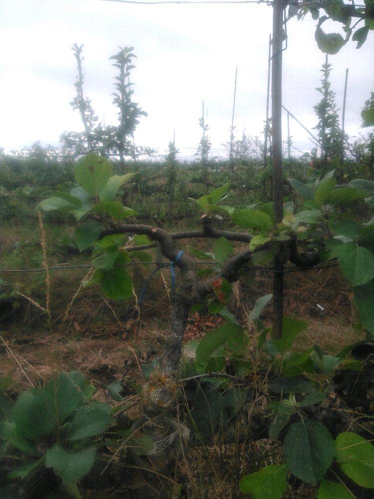 Pommier - Reinette d'Angleterre - Verrier 4 Bras - Force 4 - Autre