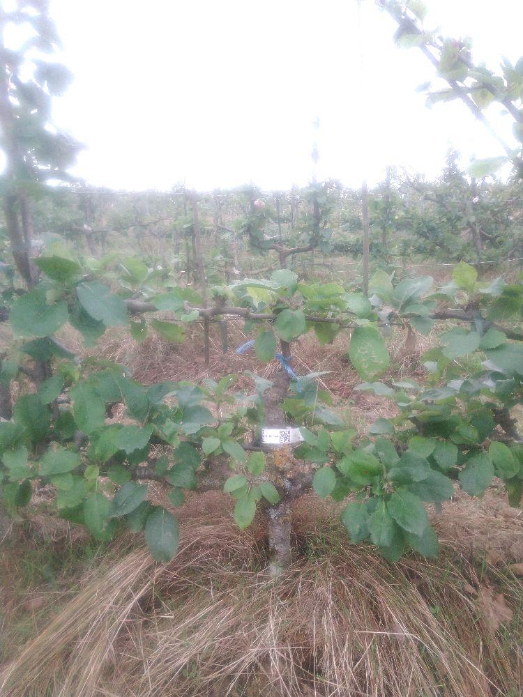 Pommier - Reinette d'Angleterre - Verrier 4 Bras - Force 2 - Autre