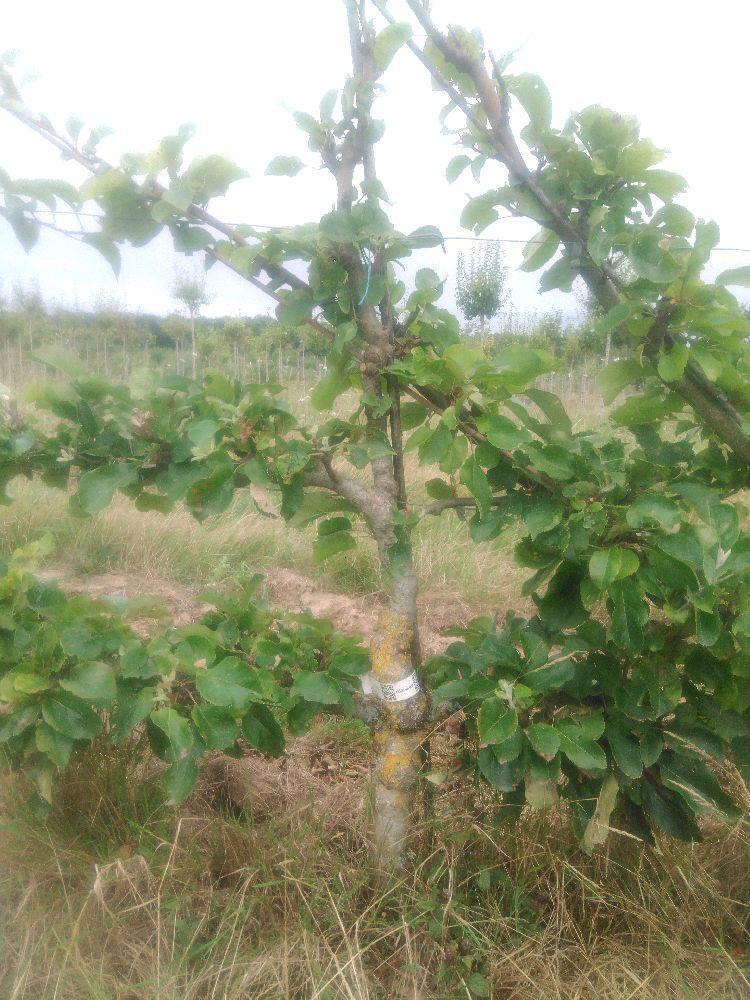 Pommier - Reinette d'Armorique - Cordon 2 Etages - Force 3 - Autre