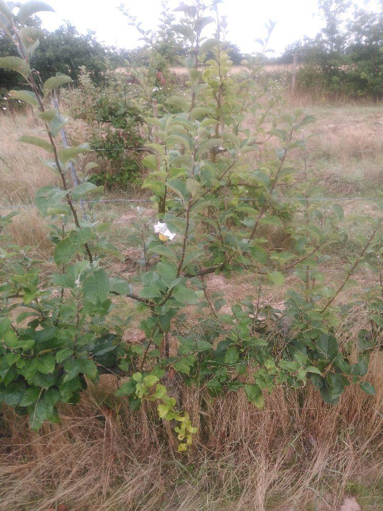 Pommier - Reinette d'Orléans - Cordon 2 Etages - Force 1 - Autre