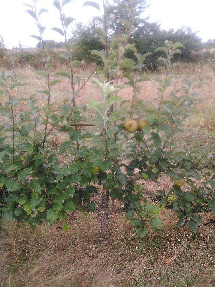 Pommier - Reinette d'Orléans - Cordon 3 Etages - Force 2 - Autre