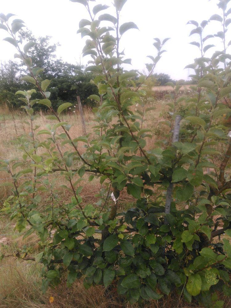 Pommier - Reinette d'Orléans - Cordon 3 Etages - Force 2 - Autre