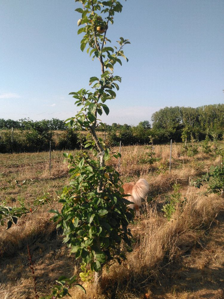 Pommier - Reinette d'Orléans - Cordon Vertical - Force 3 - Autre