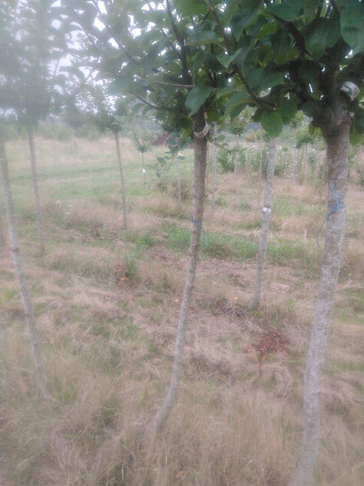 Pommier - Reinette d'Orléans - Tige Demi - Force 1 - Autre