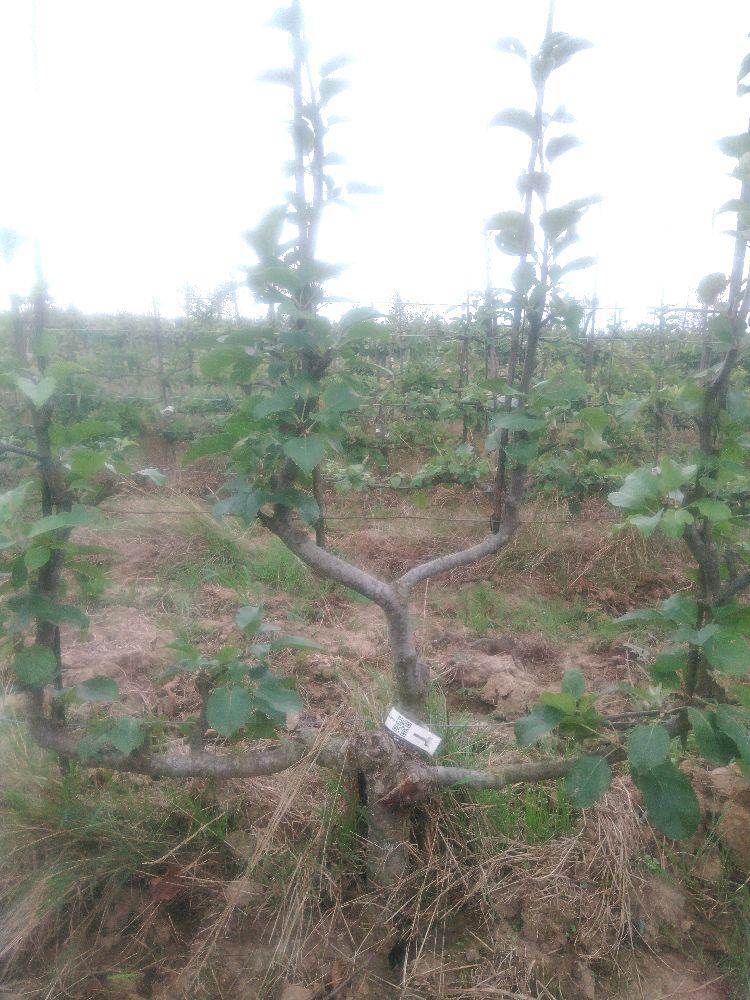 Pommier - Reinette d'Orléans - Verrier 4 Bras - Force 1 - Autre