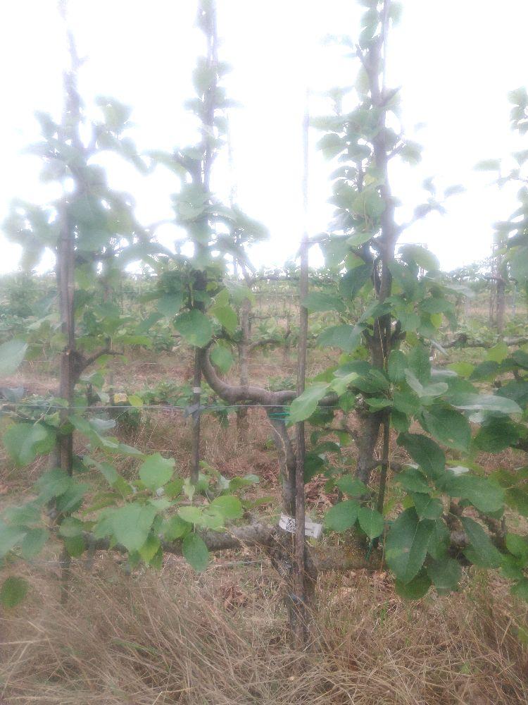 Pommier - Reinette d'Orléans - Verrier 4 Bras - Force 3 - Autre