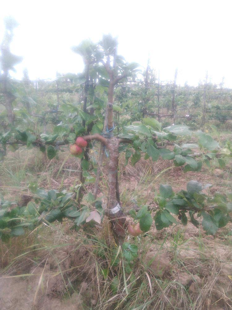 Pommier - Reinette de Baumann - Cordon 2 Etages - Force 2 - Autre