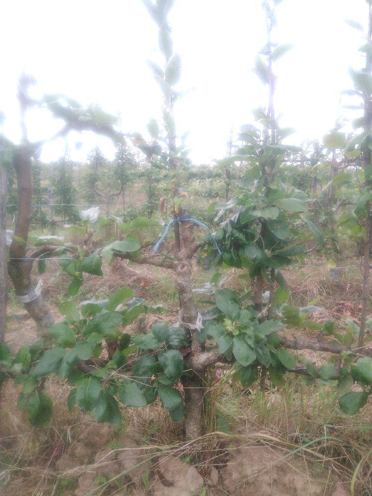 Pommier - Reinette de Baumann - Cordon 2 Etages - Force 1 - Autre