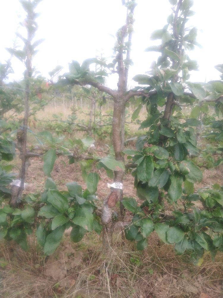 Pommier - Reinette de Baumann - Cordon 3 Etages - Force 3 - Autre