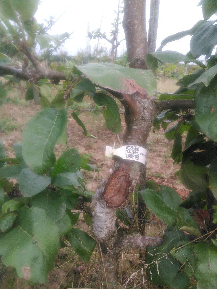 Pommier - Reinette de Baumann - Cordon 3 Etages - Force 3 - Autre