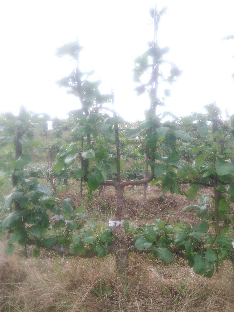 Pommier - Reinette de Baumann - Verrier 4 Bras - Force 3 - Autre